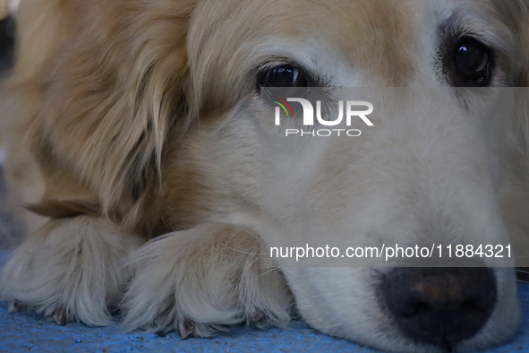 Kitty is a guide dog at the Guide Dogs for the Blind Training School I.A.P in Mexico City, Mexico. The school provides inclusive rehabilitat...