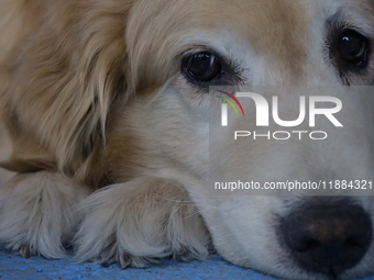 Kitty is a guide dog at the Guide Dogs for the Blind Training School I.A.P in Mexico City, Mexico. The school provides inclusive rehabilitat...