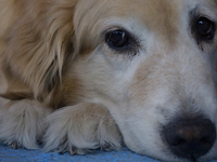 Kitty is a guide dog at the Guide Dogs for the Blind Training School I.A.P in Mexico City, Mexico. The school provides inclusive rehabilitat...