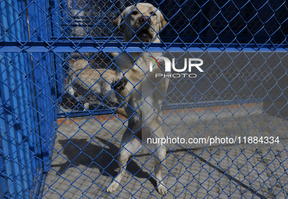 A guide dog is at the Guide Dogs for the Blind I.A.P Training School in Mexico City, Mexico. The school provides inclusive rehabilitation fo...