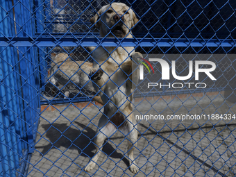 A guide dog is at the Guide Dogs for the Blind I.A.P Training School in Mexico City, Mexico. The school provides inclusive rehabilitation fo...