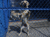 A guide dog is at the Guide Dogs for the Blind I.A.P Training School in Mexico City, Mexico. The school provides inclusive rehabilitation fo...