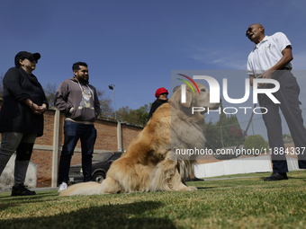 Kitty is a guide dog at the Guide Dogs for the Blind Training School I.A.P in Mexico City, Mexico. The school provides inclusive rehabilitat...