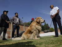 Kitty is a guide dog at the Guide Dogs for the Blind Training School I.A.P in Mexico City, Mexico. The school provides inclusive rehabilitat...