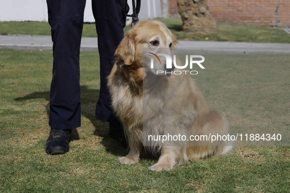 Kitty is a guide dog at the Guide Dogs for the Blind Training School I.A.P in Mexico City, Mexico. The school provides inclusive rehabilitat...