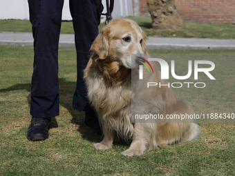 Kitty is a guide dog at the Guide Dogs for the Blind Training School I.A.P in Mexico City, Mexico. The school provides inclusive rehabilitat...