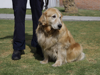 Kitty is a guide dog at the Guide Dogs for the Blind Training School I.A.P in Mexico City, Mexico. The school provides inclusive rehabilitat...