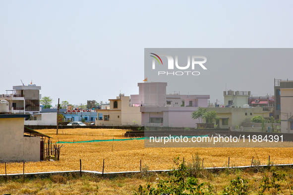 Wheat fields are seen by homes before the wheat harvest near the outskirts of the city of Haridwar, Uttarakhand, India, on April 19, 2024. 