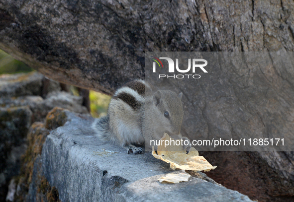 A squirrel eats chapati given at a wall in Siliguri, India, on December 21, 2024. 