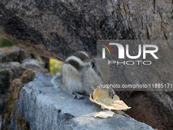 A squirrel eats chapati given at a wall in Siliguri, India, on December 21, 2024. (