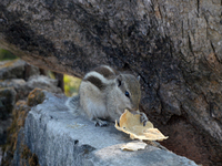 A squirrel eats chapati given at a wall in Siliguri, India, on December 21, 2024. (