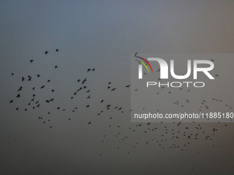 Birds fly over Dal Lake in Srinagar, Jammu and Kashmir, on December 21, 2024. The 40-day harsh winter period, locally referred to as 'Chilla...