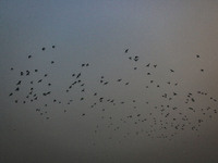 Birds fly over Dal Lake in Srinagar, Jammu and Kashmir, on December 21, 2024. The 40-day harsh winter period, locally referred to as 'Chilla...