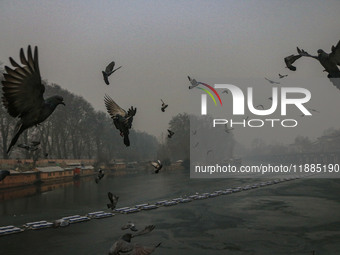 Birds fly over Dal Lake in Srinagar, Jammu and Kashmir, on December 21, 2024. The 40-day harsh winter period, locally referred to as 'Chilla...