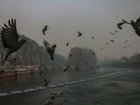 Birds fly over Dal Lake in Srinagar, Jammu and Kashmir, on December 21, 2024. The 40-day harsh winter period, locally referred to as 'Chilla...