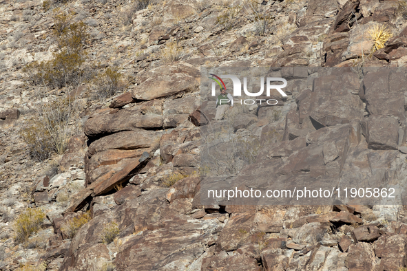 A rescue team climbs a hill to recover the body of the immigration officer who loses his life during an attack with rocks thrown by migrants...