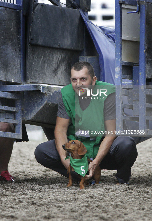 A man and his Wiener dog wait for the Wiener Dog Championships at the Hastings Racecourse in Vancouver, Canada, July 10, 2016. More than 60...