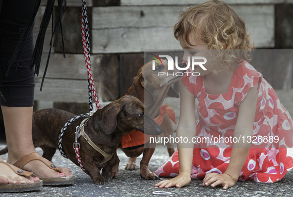 A girl is attracted by Wiener dogs during the Wiener Dog Championships at the Hastings Racecourse in Vancouver, Canada, July 10, 2016. More...