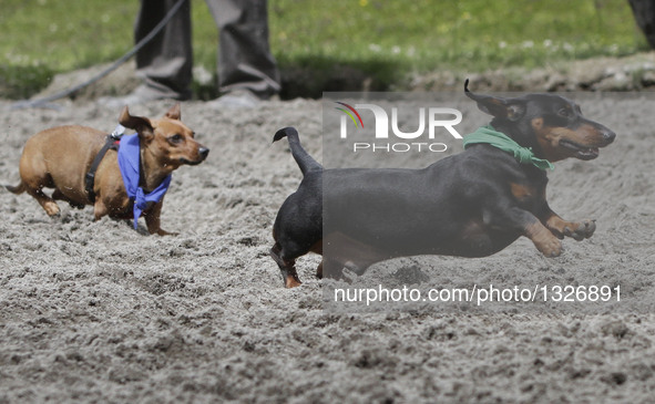 Wiener dogs run during the Wiener Dog Championships at the Hastings Racecourse in Vancouver, Canada, July 10, 2016. More than 60 Wiener dogs...