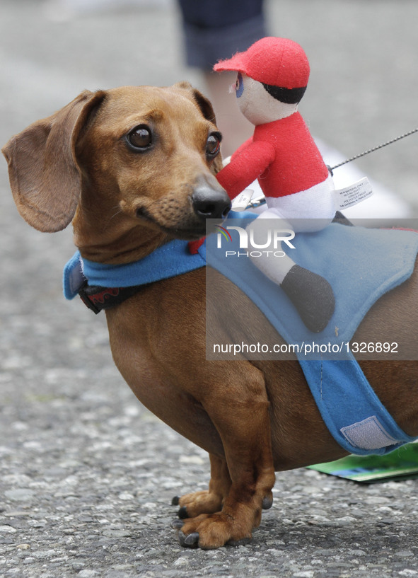 A dressed up Wiener dog is seen during the Wiener Dog Championships at the Hastings Racecourse in Vancouver, Canada, July 10, 2016. More tha...