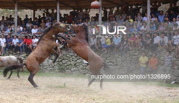 A horse fighting is held during the Xinhe Festival at Xiaosang Village of Antai Township in Rongshui Miao Autonomous County, south China's G...