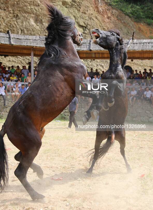 A horse fighting is held during the Xinhe Festival at Xiaosang Village of Antai Township in Rongshui Miao Autonomous County, south China's G...