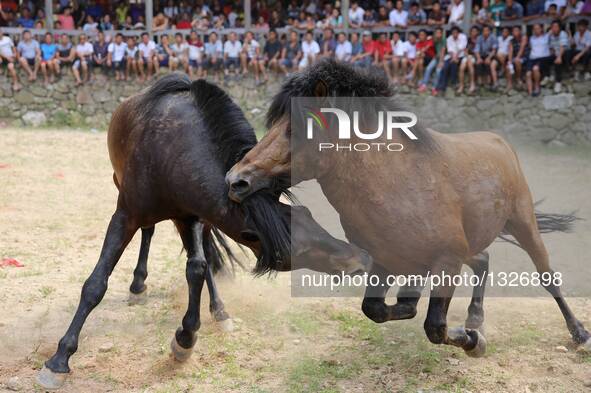 A horse fighting is held during the Xinhe Festival at Xiaosang Village of Antai Township in Rongshui Miao Autonomous County, south China's G...