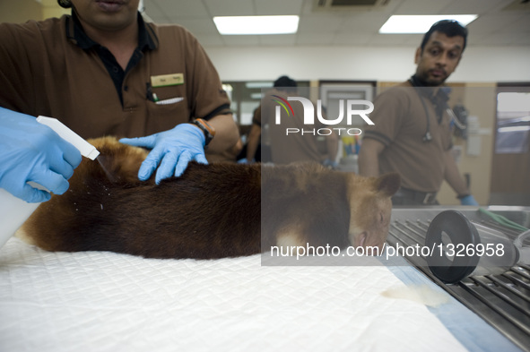 Tree kangaroo Makaia receives a health examination under sedation at the Singapore Zoo, on July 12, 2016. Makaia, the first successfully rai...