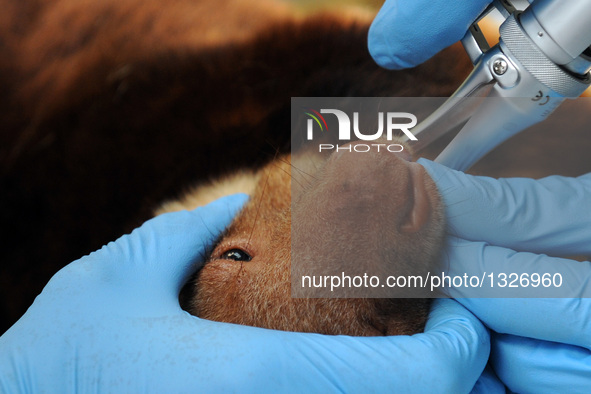 Tree kangaroo Makaia receives a health examination under sedation at the Singapore Zoo, on July 12, 2016. Makaia, the first successfully rai...