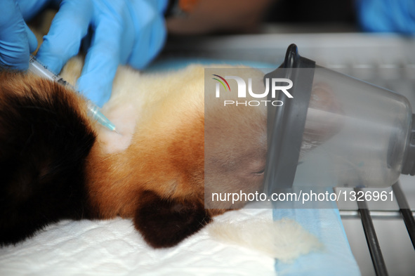 Tree kangaroo Makaia receives a health examination under sedation at the Singapore Zoo, on July 12, 2016. Makaia, the first successfully rai...