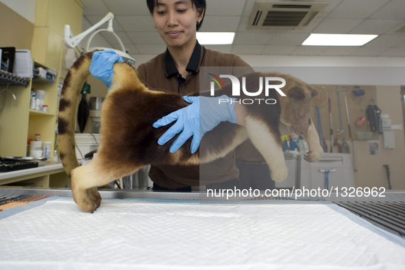 Tree kangaroo Makaia receives a health examination under sedation at the Singapore Zoo, on July 12, 2016. Makaia, the first successfully rai...