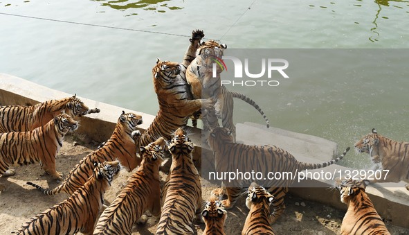 Siberian tigers catch a chicken at the Siberian Tiger Park in Hengdaohezi Township of Hailin City, northeast China's Heilongjiang Province,...