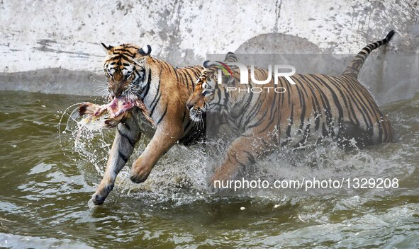 Siberian tigers catch a chicken at the Siberian Tiger Park in Hengdaohezi Township of Hailin City, northeast China's Heilongjiang Province,...