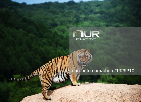 A Siberian tiger looks on at the Siberian Tiger Park in Hengdaohezi Township of Hailin City, northeast China's Heilongjiang Province, July 1...