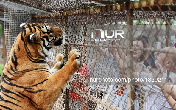 Visitors feed a Siberian tiger at the Siberian Tiger Park in Hengdaohezi Township of Hailin City, northeast China's Heilongjiang Province, J...