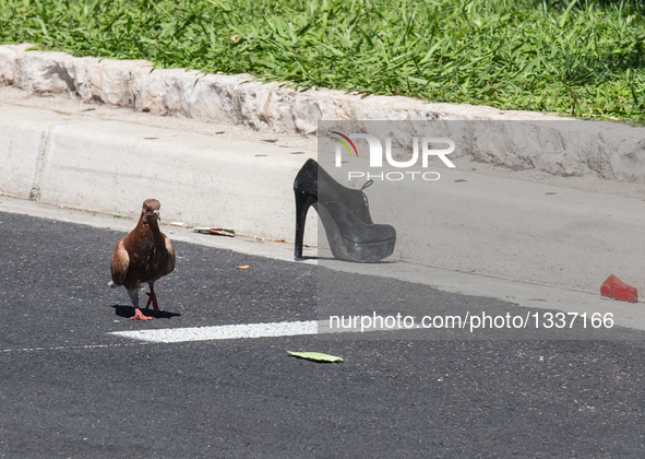 A dove walks past a victim's shoe at the site of the terrorist attack in Nice, France, July 15, 2016. The death toll rises to 84 from an att...