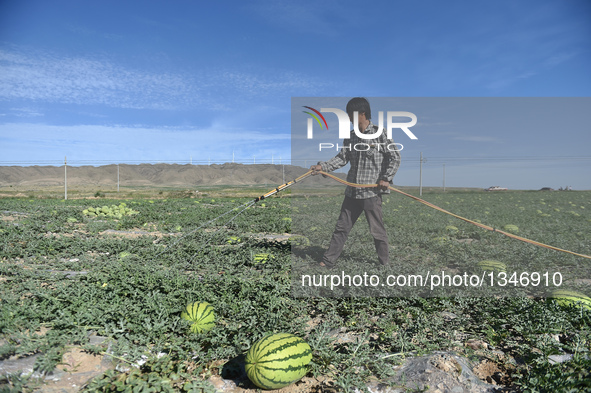 A farmer irrigates at a watermelon planting field in the Changle Town of Zhongwei City, northwest China's Ningxia Hui Autonomous Region, Jul...