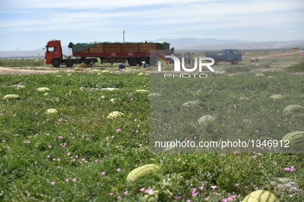 A truck to load watermelons stops aside a watermelon planting field in Xiangshan Township of Zhongwei City, northwest China's Ningxia Hui Au...