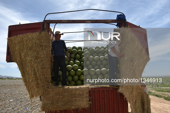 Farmers load watermelons onto a truck in Zhongwei City, northwest China's Ningxia Hui Autonomous Region, July 23, 2016. Watermelon planting...