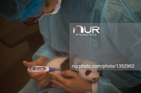 A staff member takes temperature for giant panda cub Dabao in Macao Special Administrative Region, south China, July 26, 2016. The female pa...