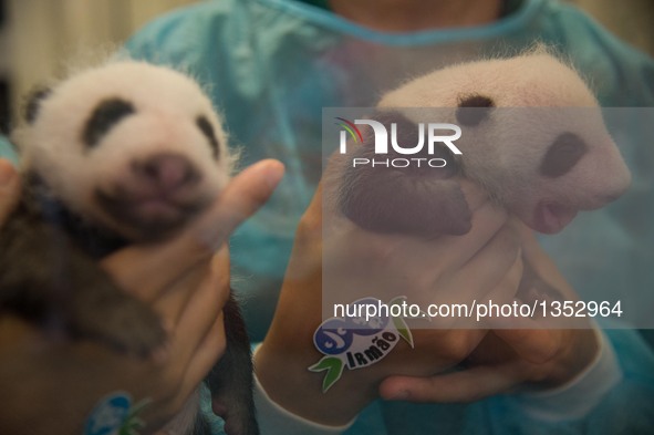 Photo taken on July 26, 2016 shows giant panda cubs Dabao (L) and Xiaobao in Macao Special Administrative Region, south China. The female pa...