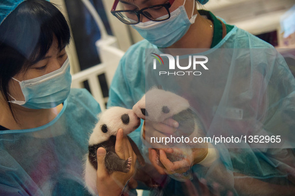 Photo taken on July 26, 2016 shows giant panda cubs Dabao (L) and Xiaobao in Macao Special Administrative Region, south China. The female pa...