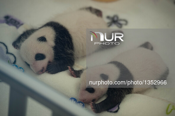 Photo taken on July 26, 2016 shows giant panda cubs Dabao (L) and Xiaobao in Macao Special Administrative Region, south China. The female pa...