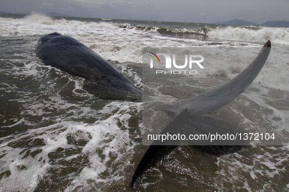 Photo taken on Aug. 4, 2016 shows a whale carcass on Alue Naga Beach, Banda Aceh, Indonesia. According to media reports, several fishermen f...