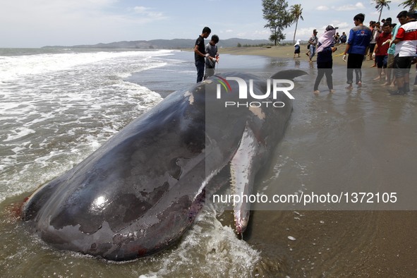 Photo taken on Aug. 4, 2016 shows a whale carcass on Alue Naga Beach, Banda Aceh, Indonesia. According to media reports, several fishermen f...