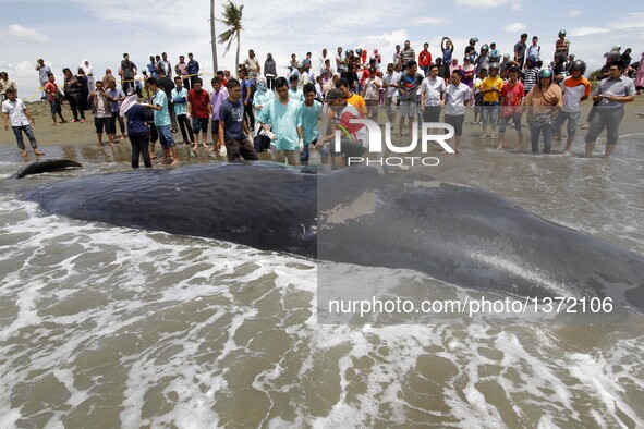 People gather to watch a whale carcass on Alue Naga Beach, Banda Aceh, Indonesia, Aug. 4, 2016. According to media reports, several fisherme...