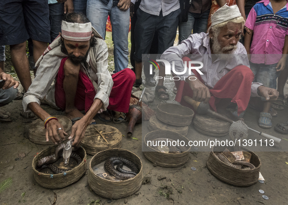 Indian snake charmers attract snakes during the festival of the Hindu snake goddess "Manasha" at Khedaitala, some 75 kms north of Kolkata, c...