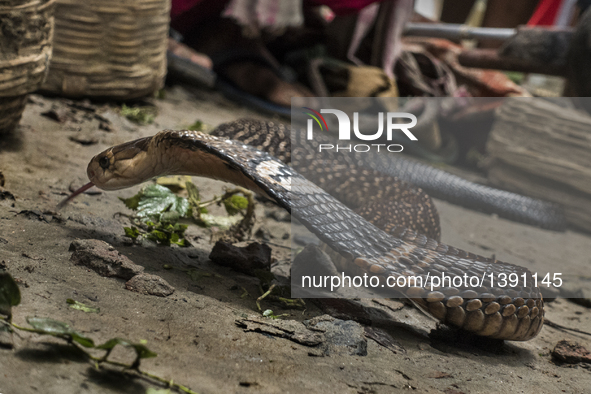 Photo taken on Aug. 17, 2016 shows a snake at the festival of the Hindu snake goddess "Manasha" at Khedaitala, some 75 kms north of Kolkata,...