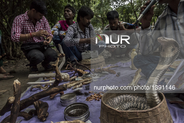 Photo taken on Aug. 17, 2016 shows a snake at the festival of the Hindu snake goddess "Manasha" at Khedaitala, some 75 kms north of Kolkata,...