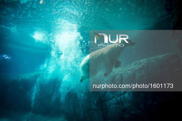 Polar bears Aurora and Peregrino, respectively 5 and 6 years old, live in the São Paulo Aquarium in Ipiranga, South Zone of the capital on 4...